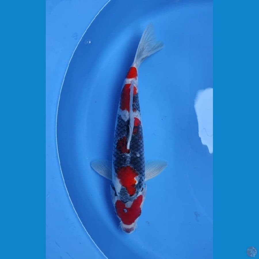 SHOWA MERAH STRONG - 37CM JANTAN