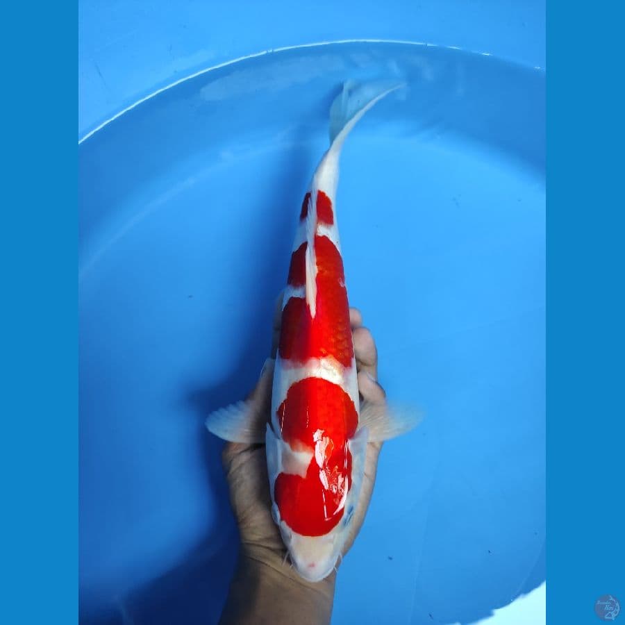 KOHAKU GOOD SKIN - 34CM JANTAN