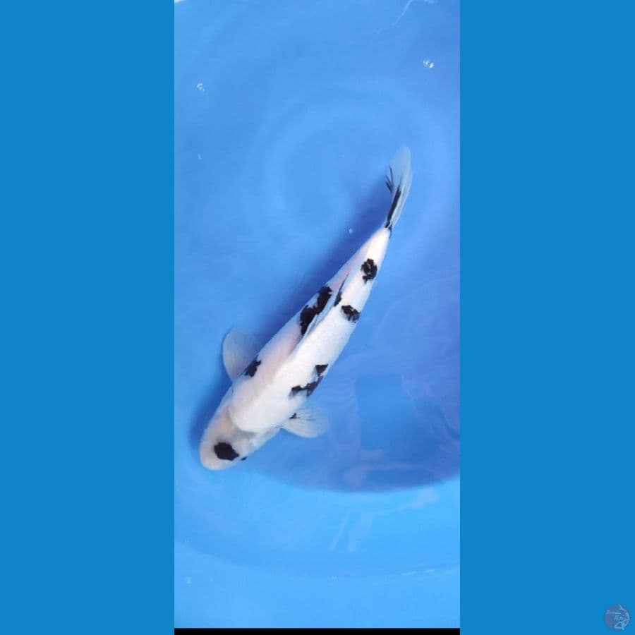 shiro skin halus 35 cm jantan