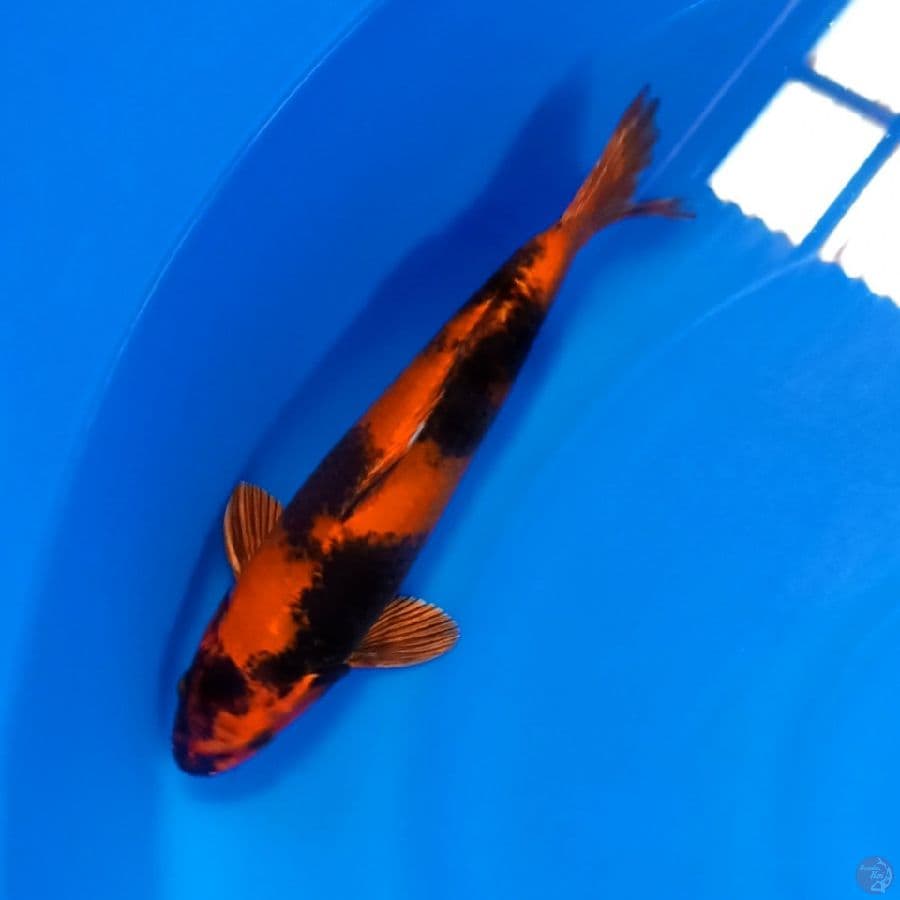 SQ Kin_Utsuri. 30bu Male -+29cm