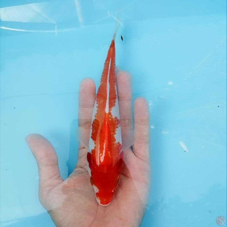 kohaku straight 20cm