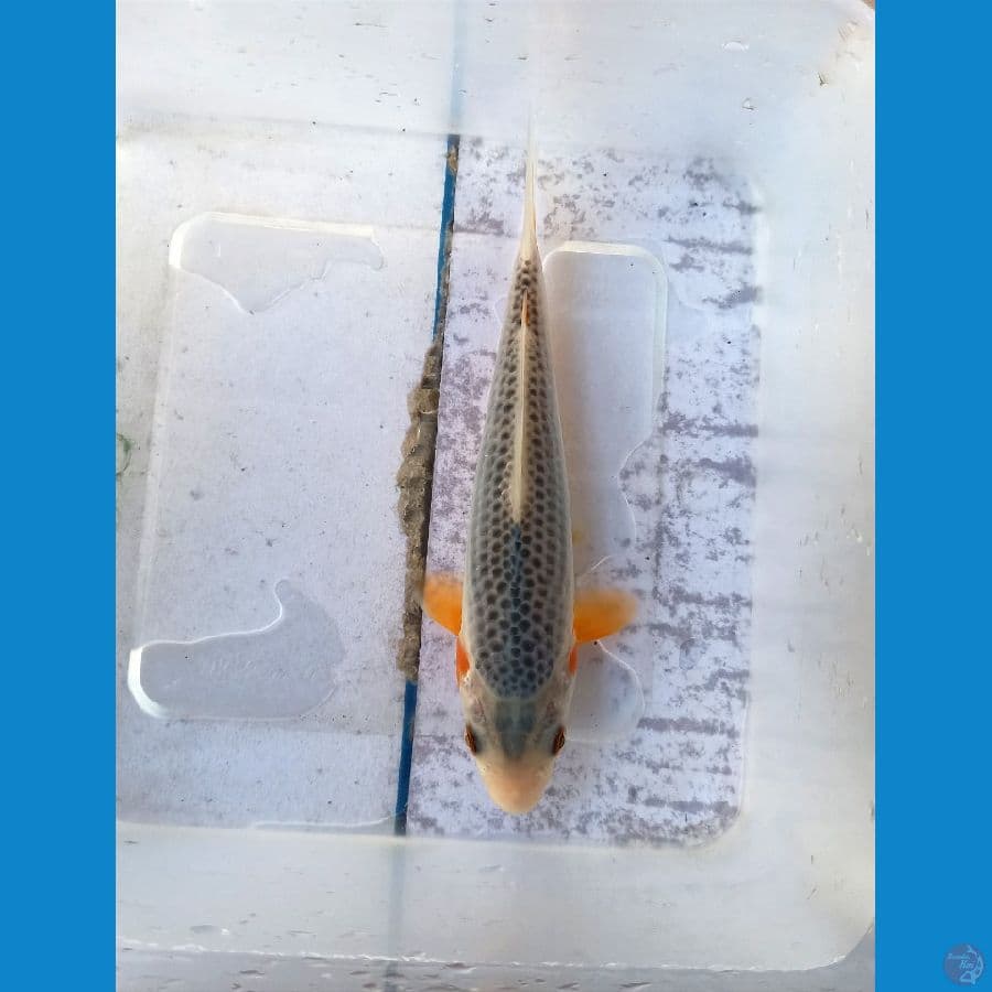Asagi 15cm