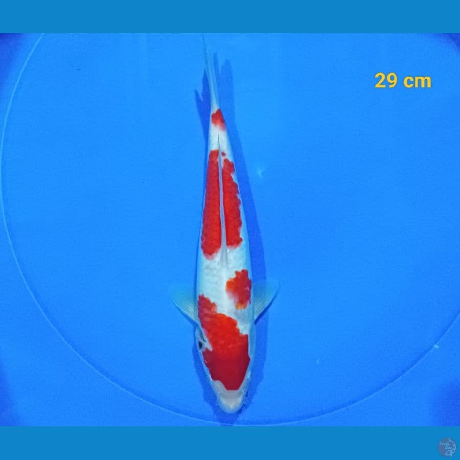 kohaku 29 cm