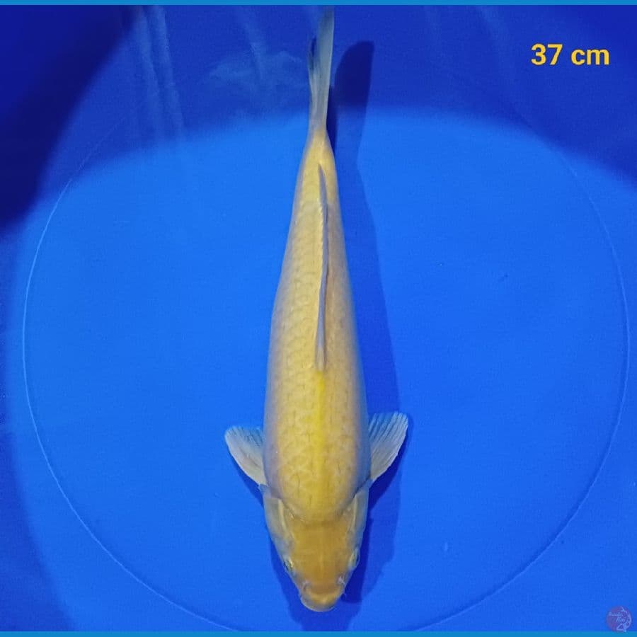 karasi lemon 37 cm