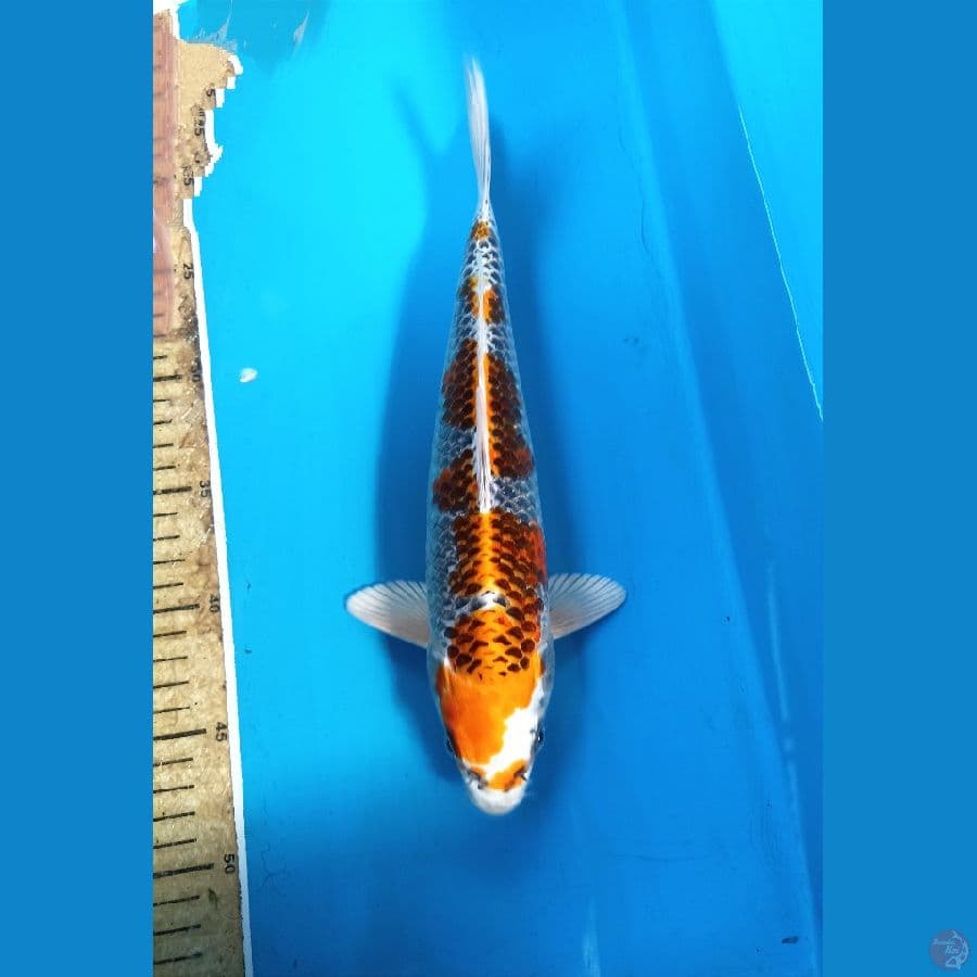 Kujaku male 31cm