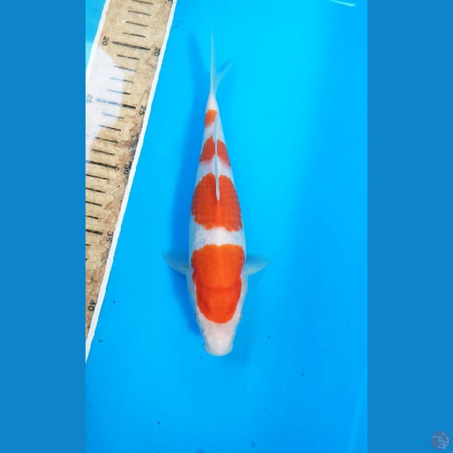 kohaku 23cm