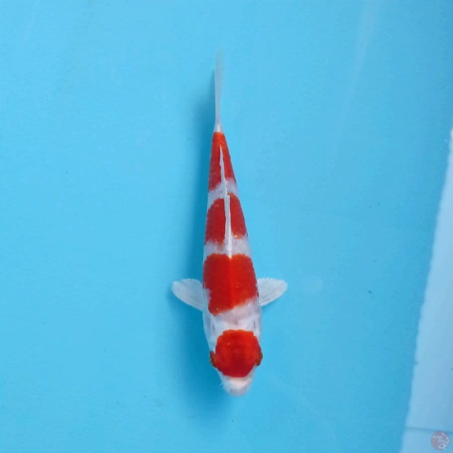 sakura ogon, 16 cm