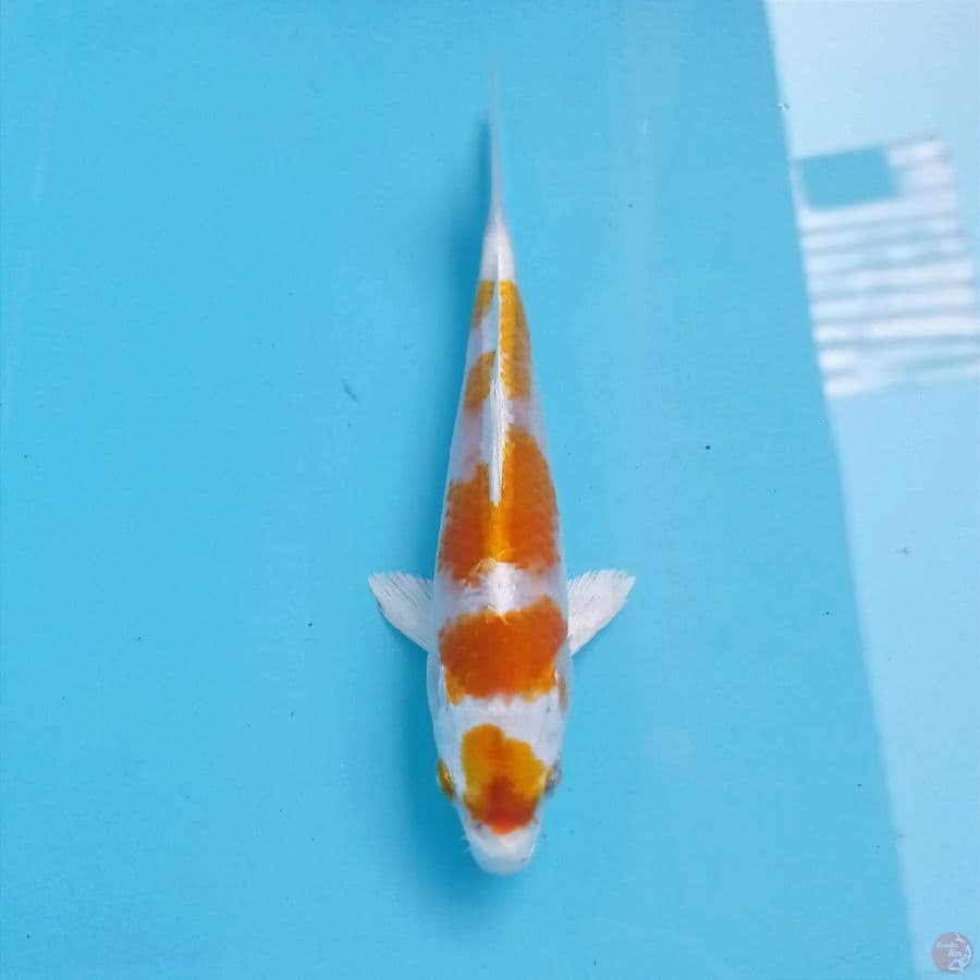 hariwake, 17 cm