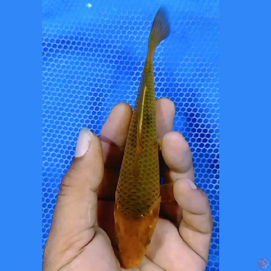 Caramel 15cm
