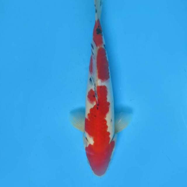 26cm sanke