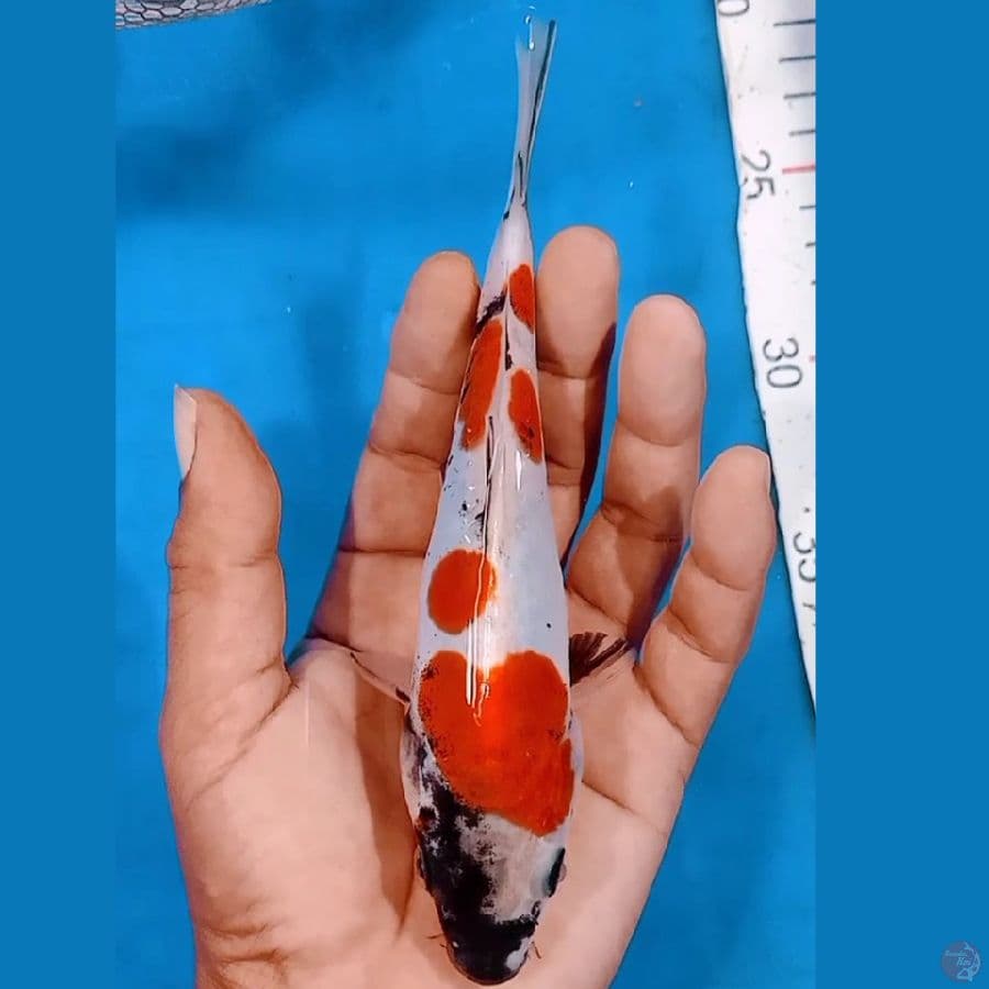 showa doitsu 18cm