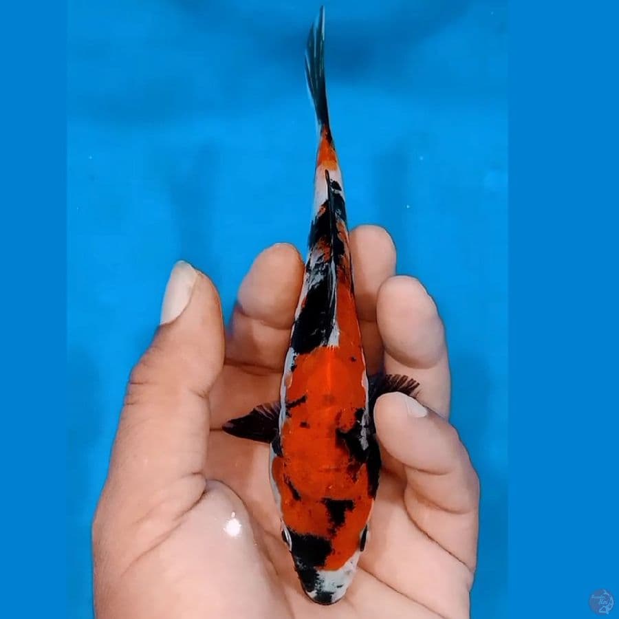 showa doitsu 15cm