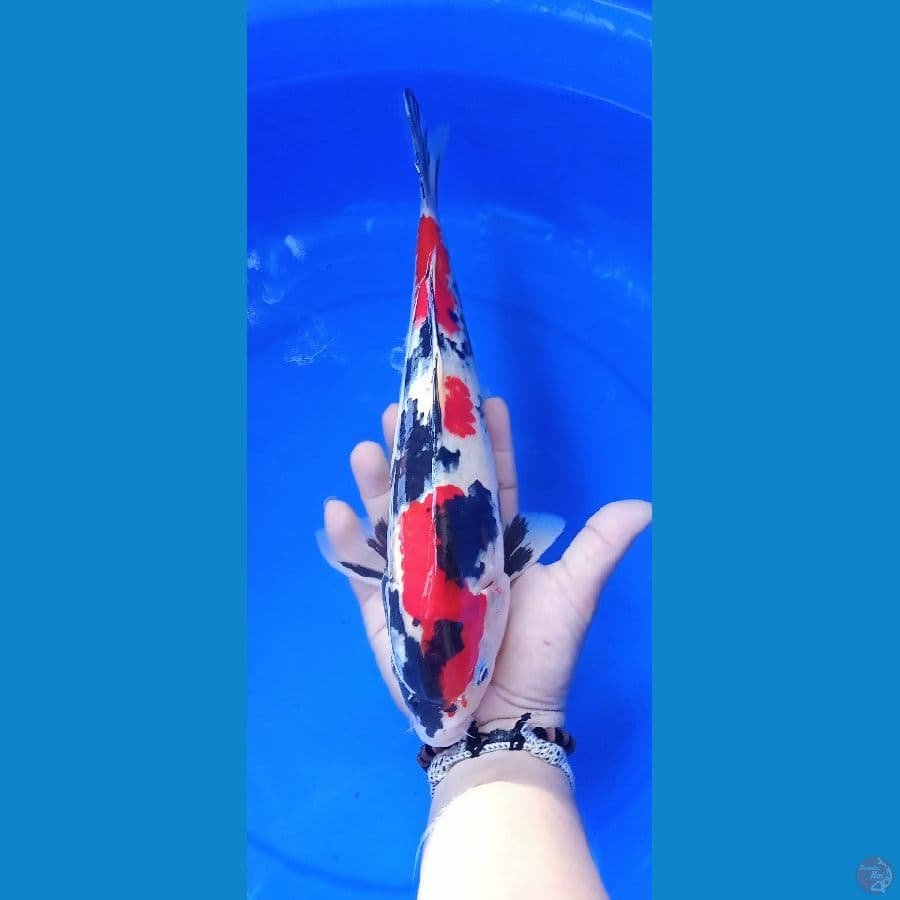 showa merah strong 31cm male cater