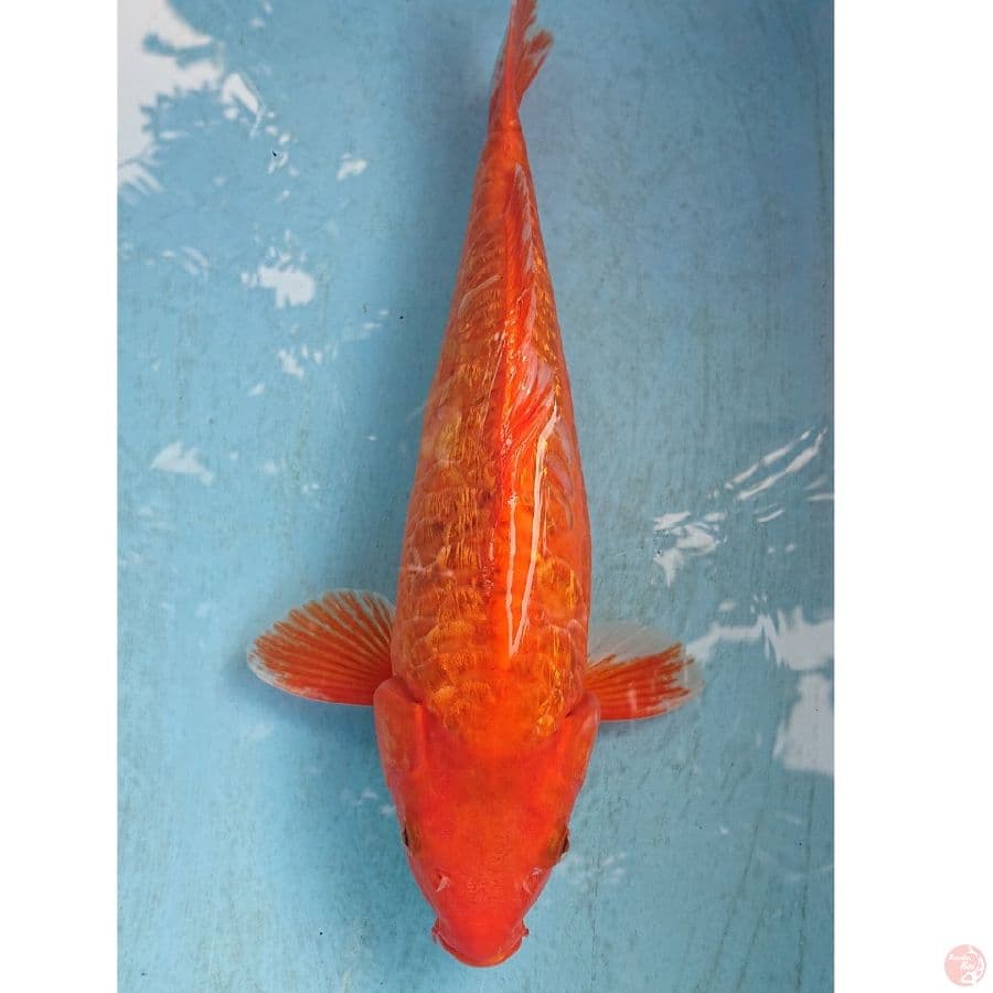 GINRIN ARAGOKE 40 CM
