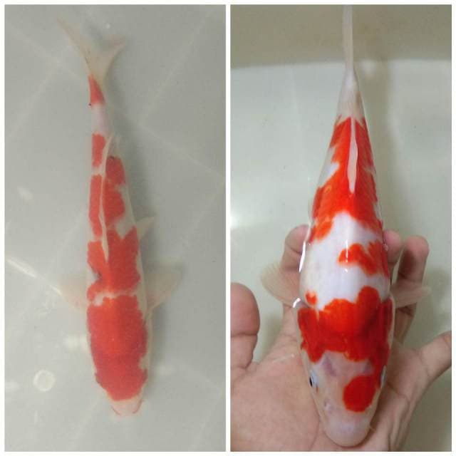 Kohaku & sanke 30bu