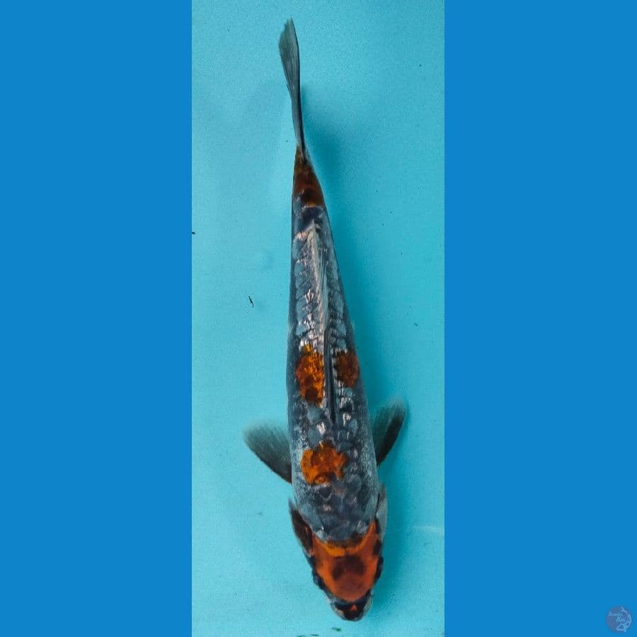 antikan 27cm