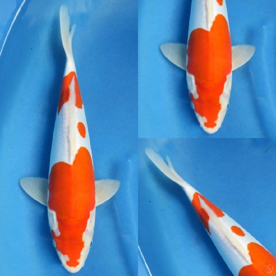 33cm ,Kohaku Doitsu Murni