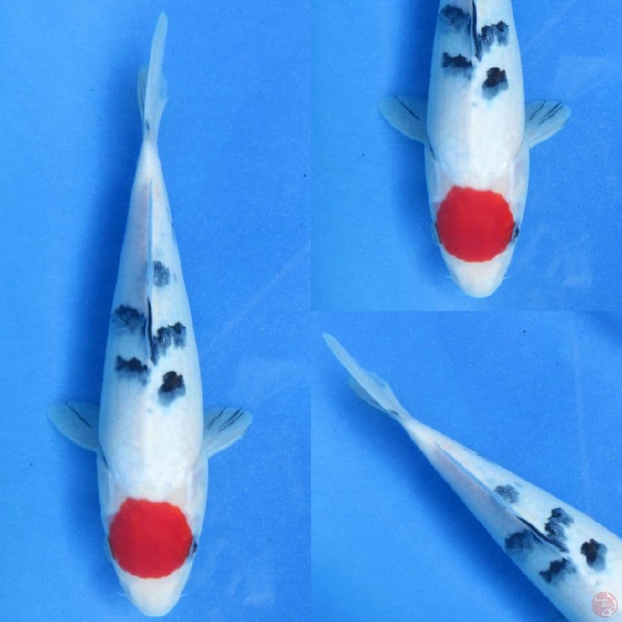 23cm , Tancho Sanke Ori
