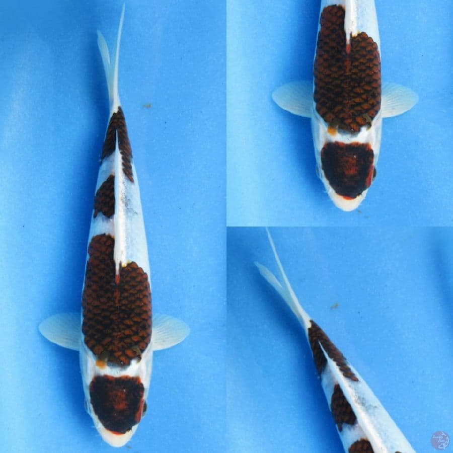 23cm Budo Koromo male