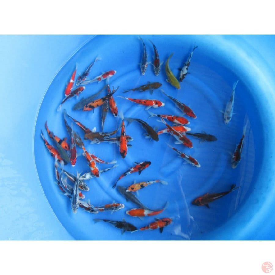 17-23cm Grade A 48ekor