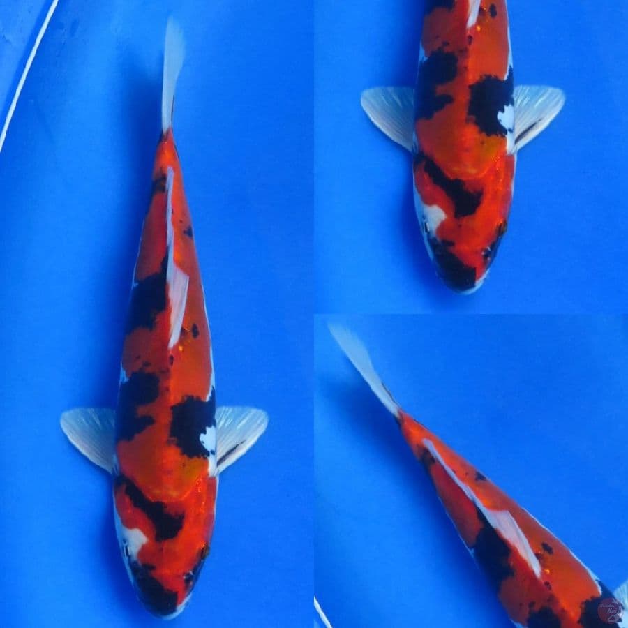 27cm , Doitsu Murni Showa