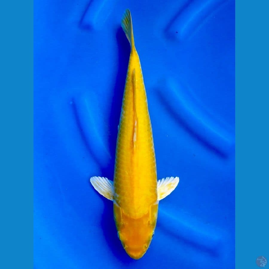 37cm - Karashigoi