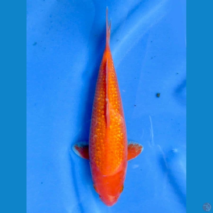 34cm - benigoi