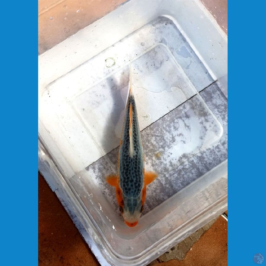 Asagi 17cm