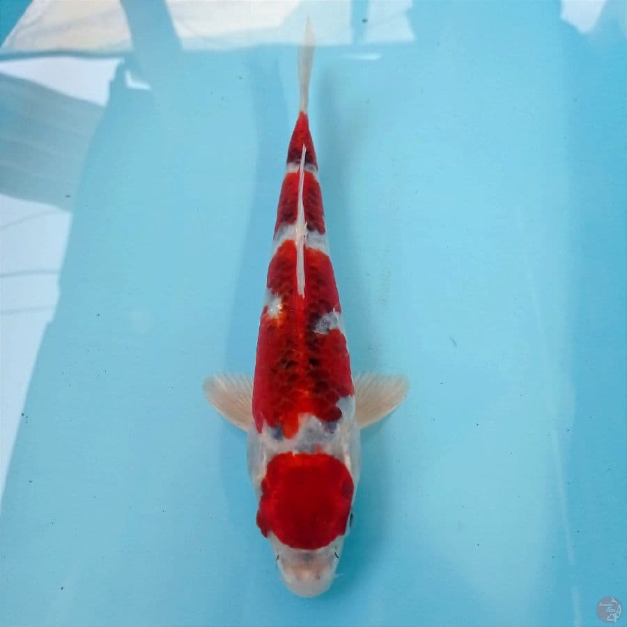 hoshiki, 28 cm