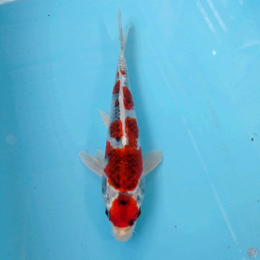 goshiki, 23 cm