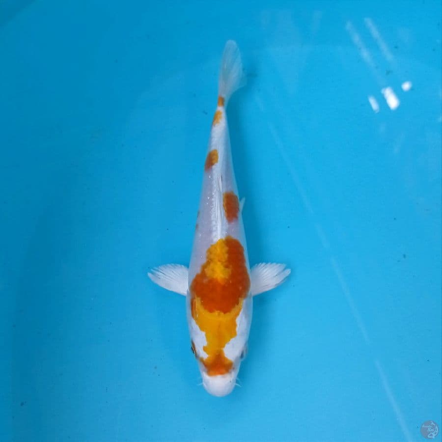 hariwaku, 19 cm