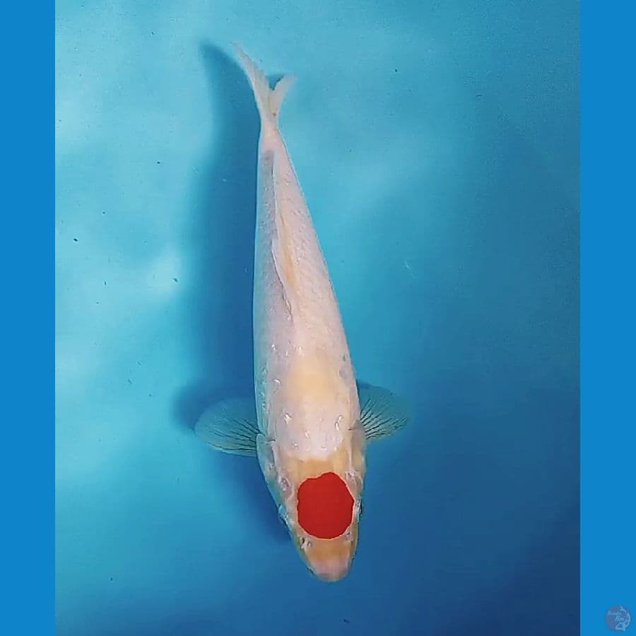 30 cm tanco kohaku