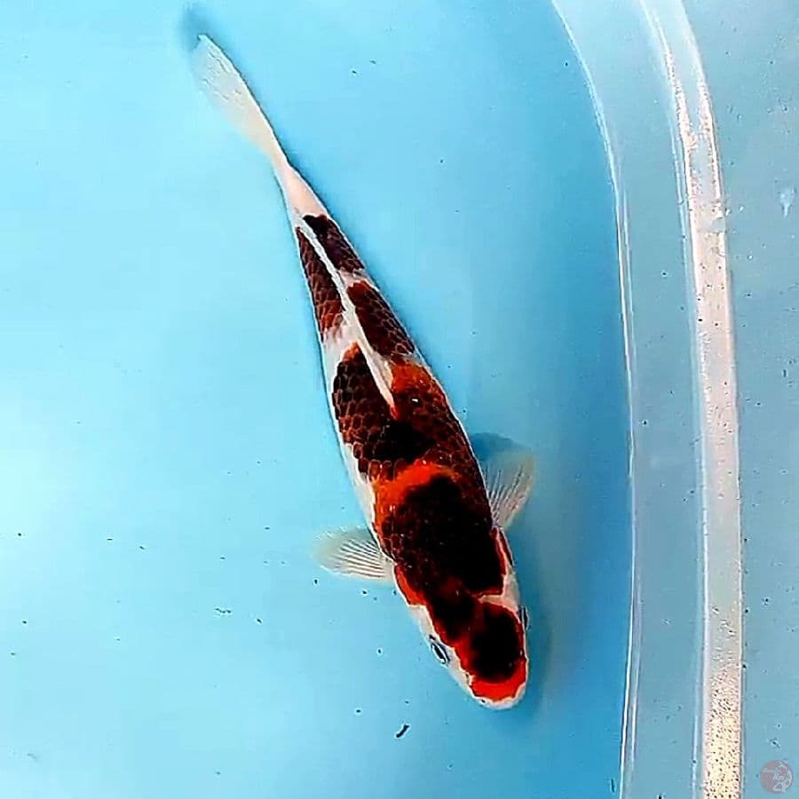28 cm budho goromo