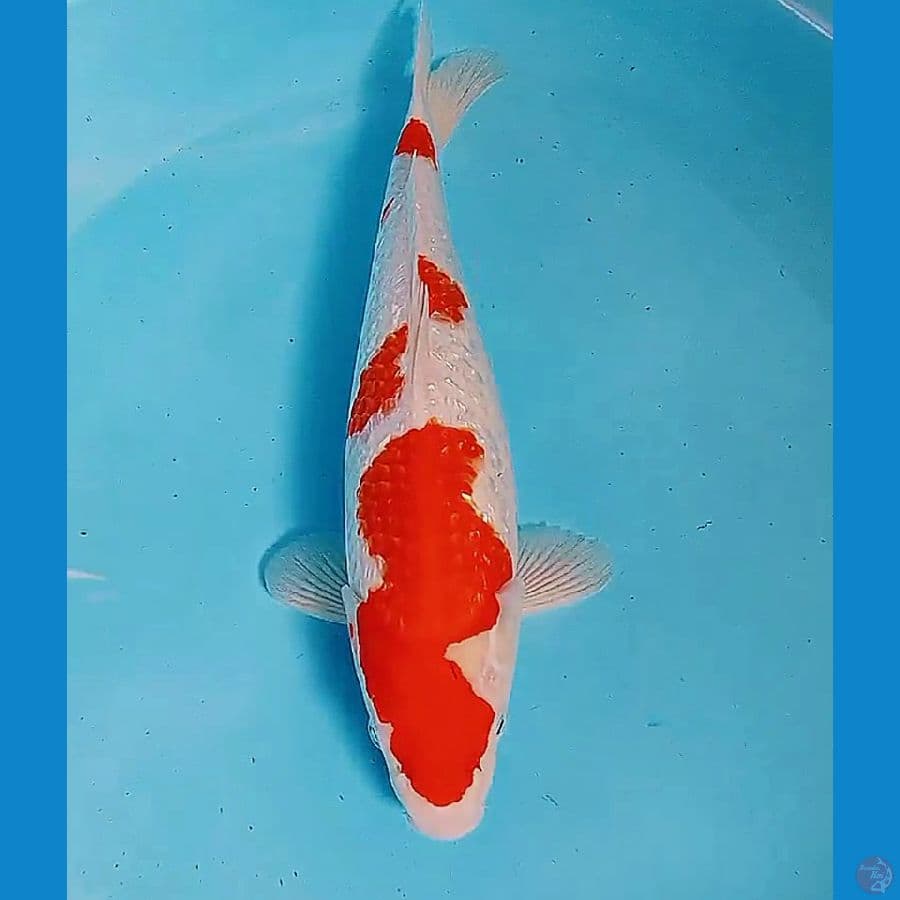 37 cm kohaku ginrin red strong fm