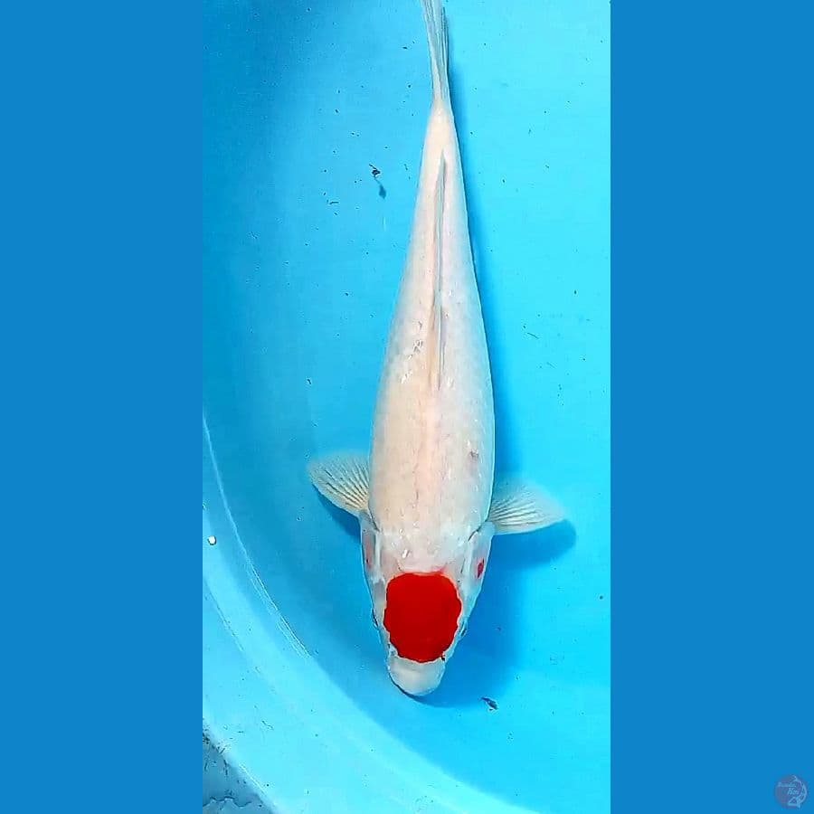 39 cm tanco kohaku fm