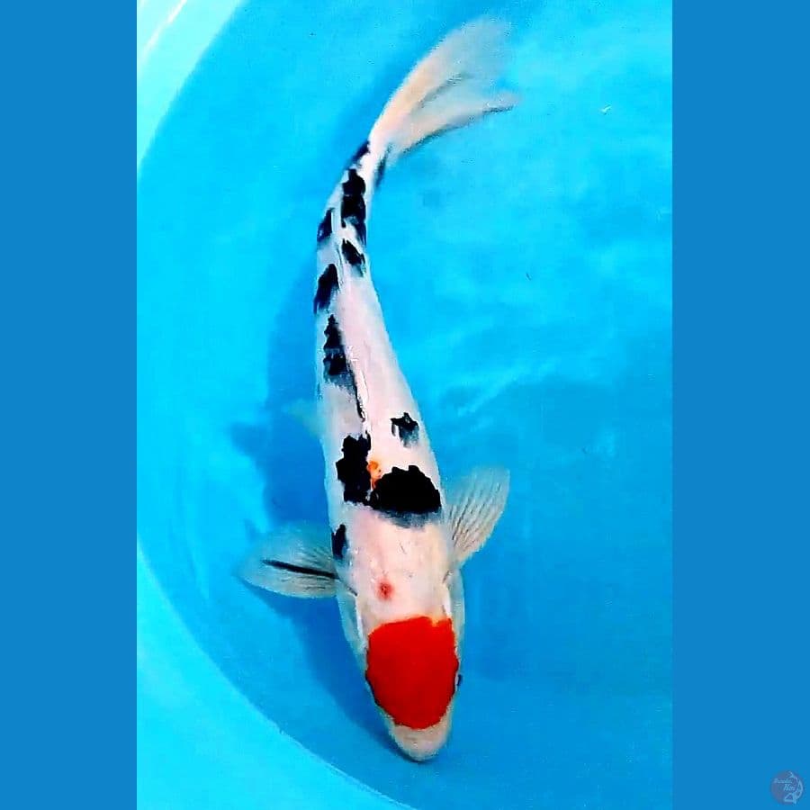 37 cm tanco sanke sumi pekat male