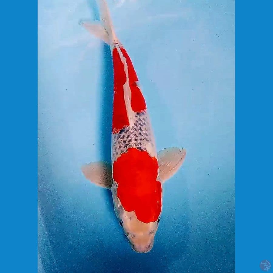45 cm super red nidan goshiki fm