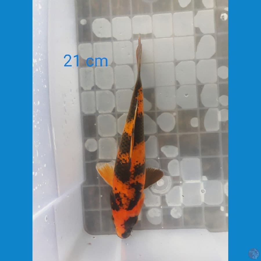 Hi Utsuri 21cm