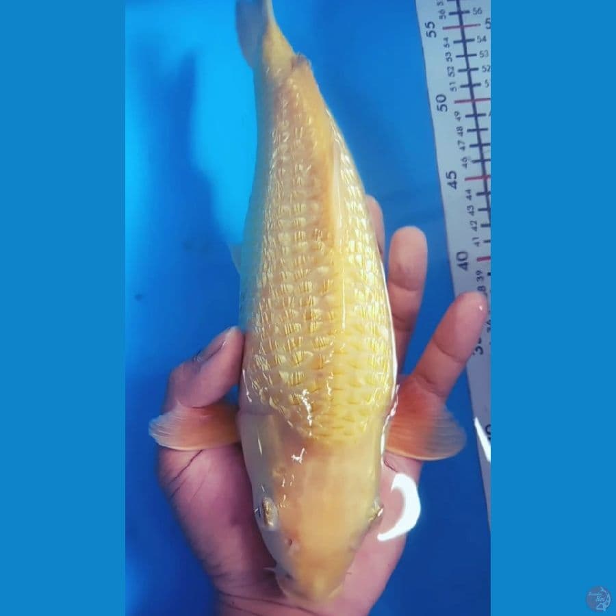 karasi corn ginrind bulky 32cm