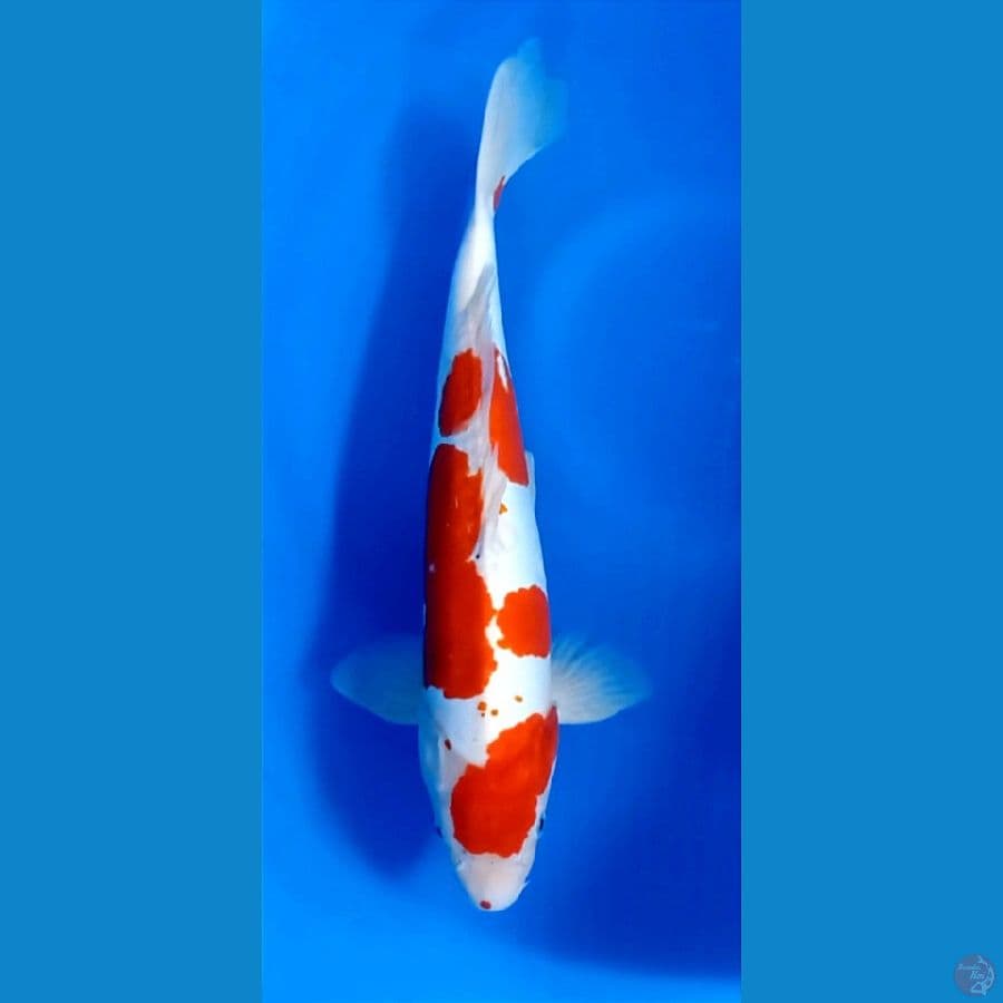Kohaku Doitsu 40 jantan