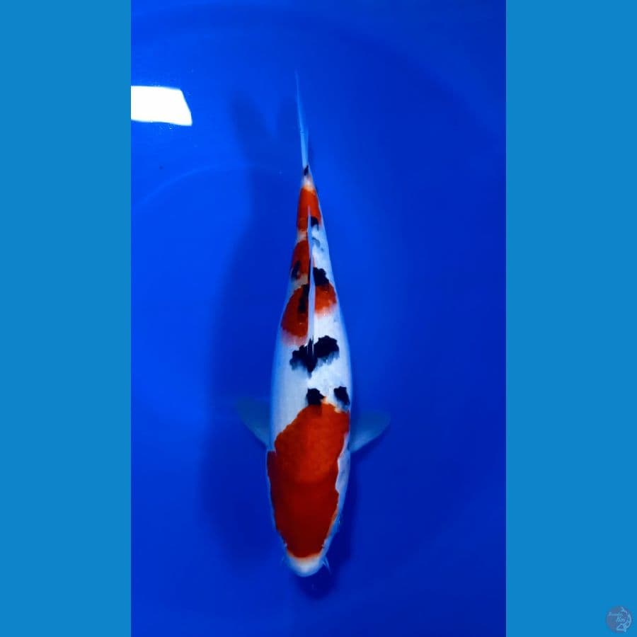 Sanke 30 CM