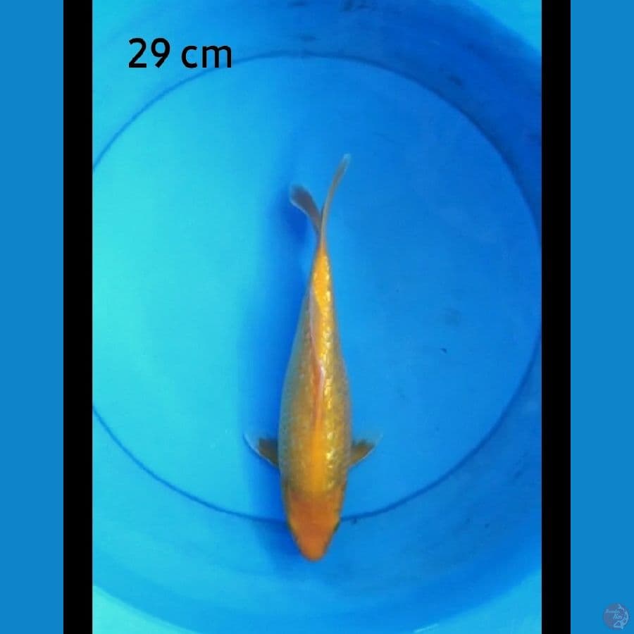 Karashi ginrin red eye 29 cm