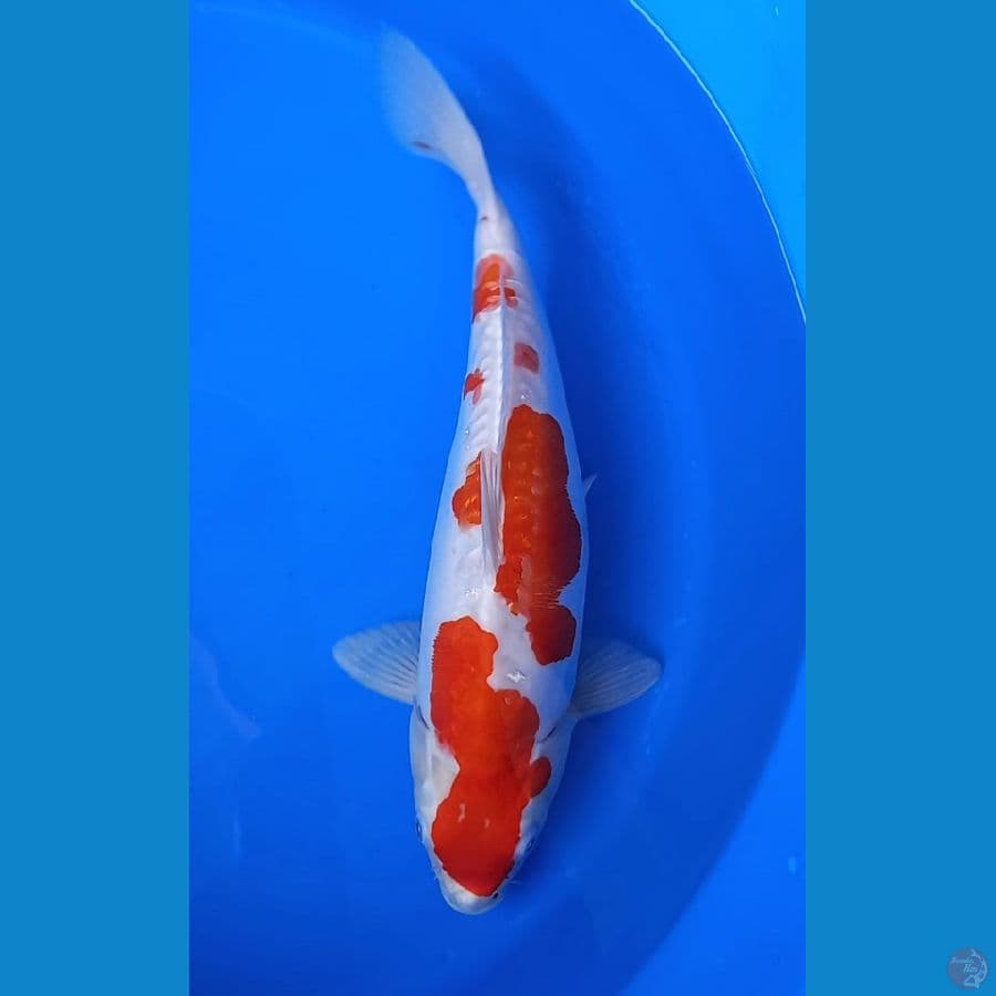 KOHAKU DOITSU 37CM