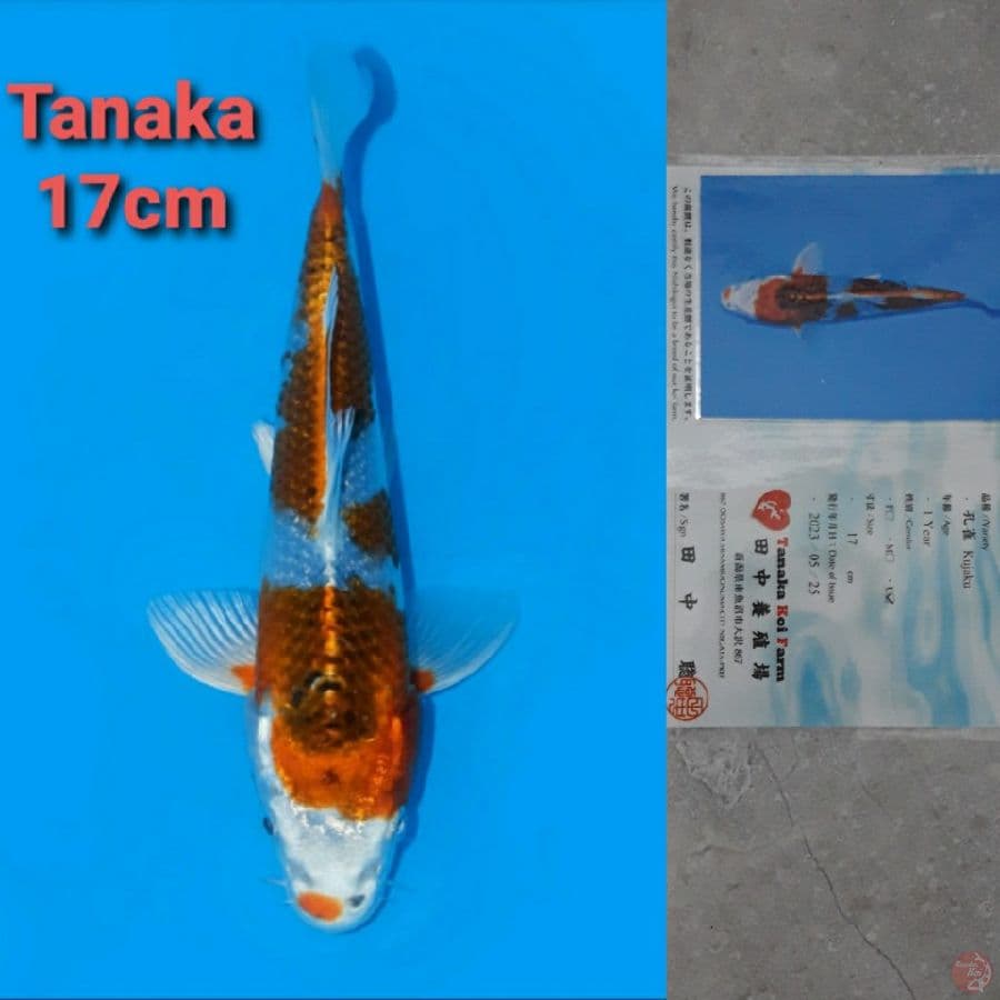 TANAKA KUJAKU 17CM SERTI