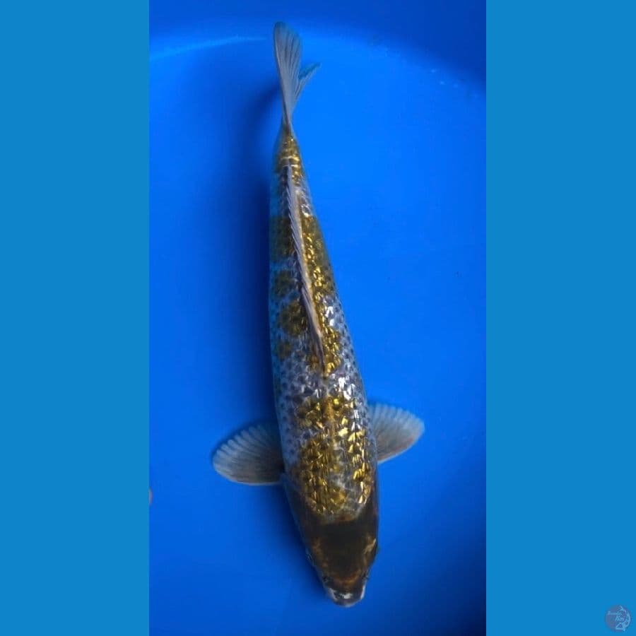 kogane ochiba ginrin 36cm