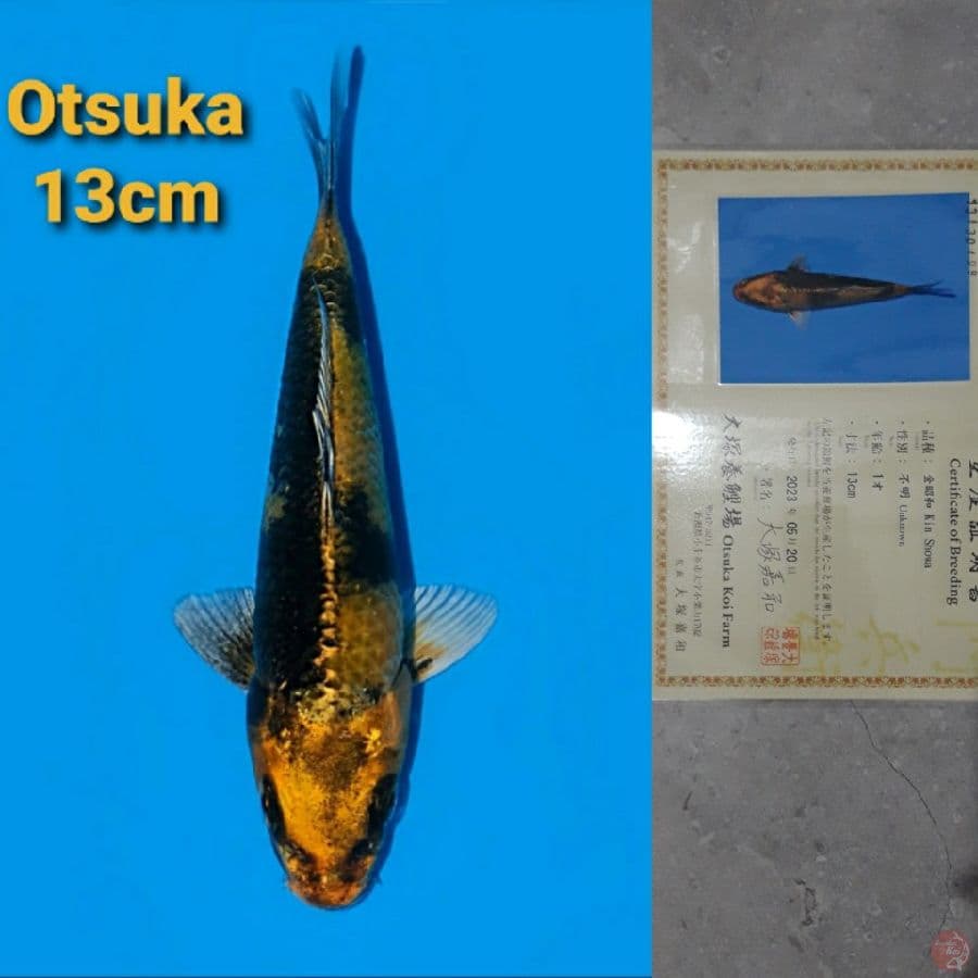OTSUKA KIN SHOWA 15CM