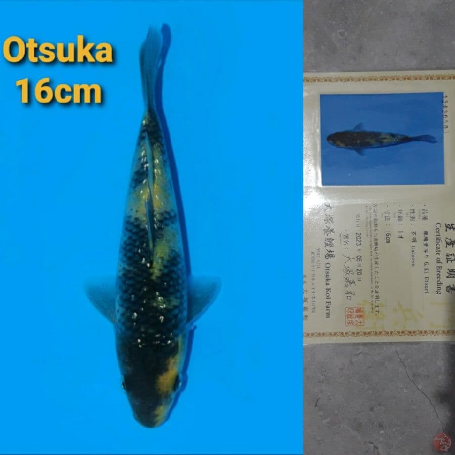 OTSUKA GINRIN KIUTSURI 16CM SERTI
