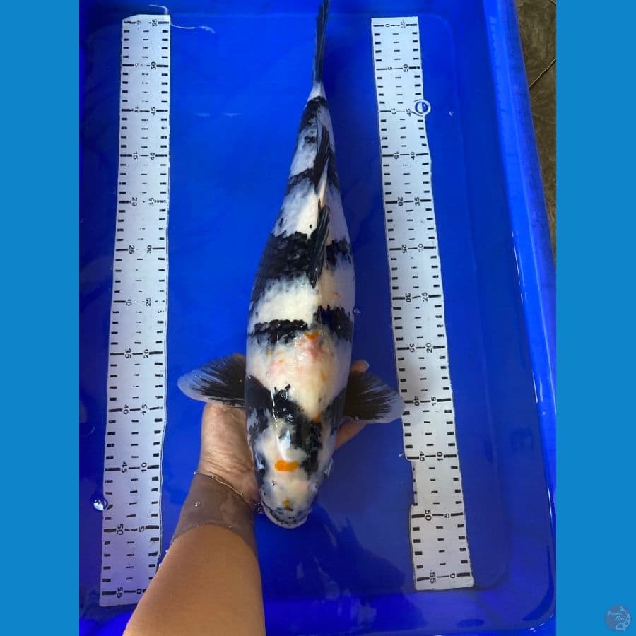 shiro 45 cm ~F
