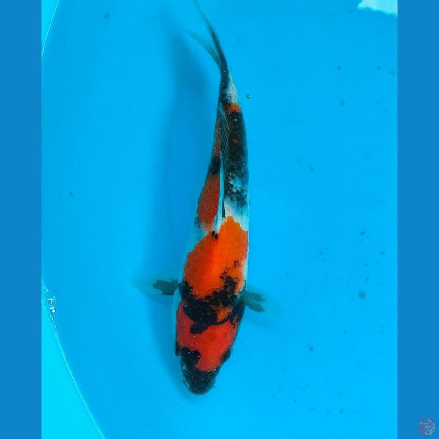 SHOWA (19CM)