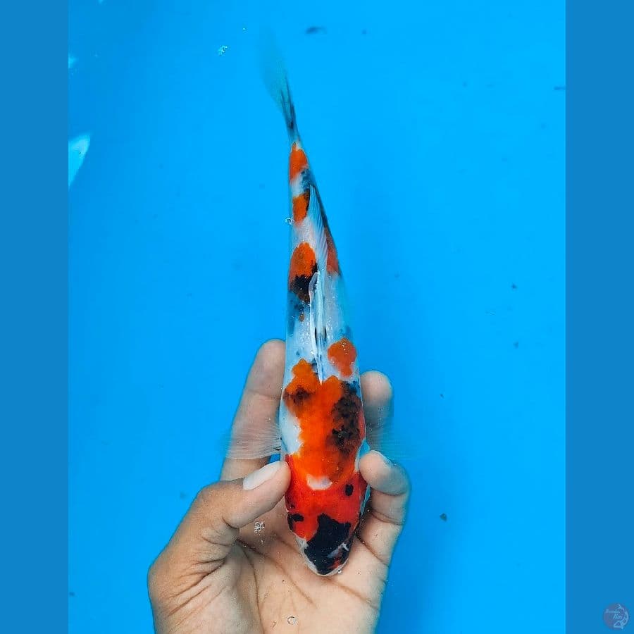 SHOWA (22CM)